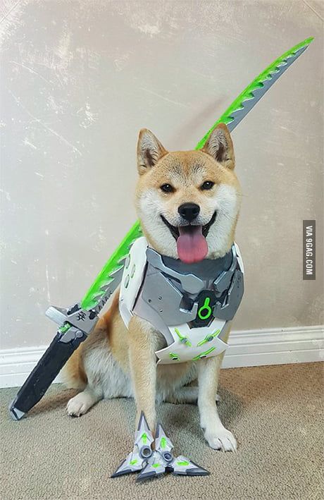 Tracer Cosplay, Dog Cosplay, Overwatch Genji, Overwatch Funny, Overwatch Cosplay, Overwatch Comic, Overwatch Memes, Overwatch 2, Cute Cute