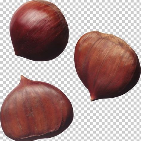 Almond Tattoo Nut, Hazel Nut Drawing, Hazelnut Illustration, Chestnut Illustration, Nuts Background Design, Sweet Chestnut Tree, Walnut Fruit, Sweet Chestnut, English Walnut