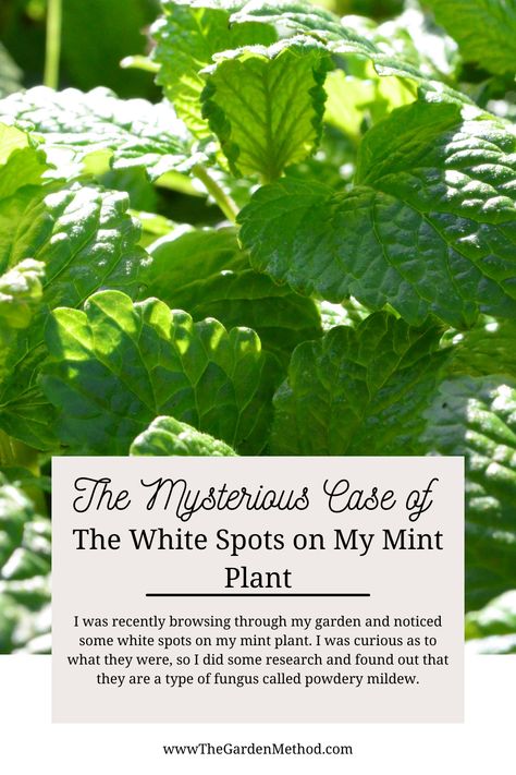 I was recently browsing through my garden and noticed some white spots on my mint plant. I was curious as to what they were, so I did some research and found out that they are a type of fungus called powdery mildew. White Fungus On Plants, White Mold In Plant Soil, How To Treat Powdery Mildew On Plants, Mycosis Fungoides, Peppermint Oil Uses Pest Control Mice, Herb Remedies, Mint Plant, Types Of Fungi, Mint Plants