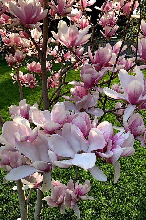 Magnolia Tree Care Tips, Black Tulip Magnolia Tree, Magnolia Tree Care, Magnolia Tree Landscaping, Japanese Magnolia Tree, Barn Landscaping, Jane Magnolia Tree, Magnolia Bush, Jane Magnolia