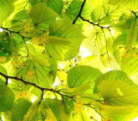 Linden Tree, Big Leaves, Wild Edibles, 캐릭터 드로잉, Green With Envy, Tree Leaves, Bright Green, Lithuania, Shades Of Green