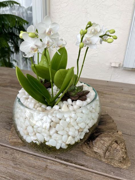 Orchid Planters, Glass Pot, Garden Vases, White Pebbles, Orchids Garden, Orchid Arrangements, White Day, White Orchids, Tropical Garden