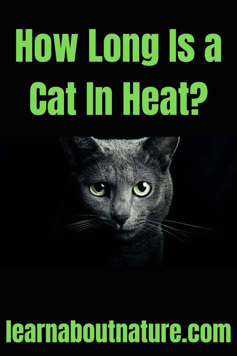 How Long Is a Cat In Heat? Stop Cat From Overgrooming, Cat In Heat How To Deal With A, How To Purr Like A Cat, Nature Website, Poisonous To Cats, Tips For Cat Owners, Cat In Heat, Land Animals, Cat Ages