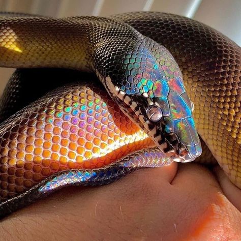 White Lipped Python, Sunbeam Snake, Rainbow Snake, White Lips, Unusual Animals, Snakes, Python, Fish, History