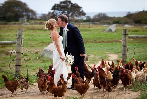 30 Unusual Ideas for an Animal-Inspired Wedding | Brit   Co Farm Photography, Sheep Farm, Wedding Pets, Pet Chickens, Marthas Vineyard, Raising Chickens, Wedding Memorial, Vineyard Wedding, Chickens Backyard