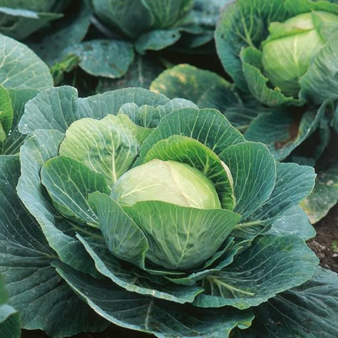 Cabbage Picture, Cabbage Images, Vegetables Image, Cabbage Photo, Cabbage Growing, Cabbage Garden, Cabbage Vegetable, Cabbage Plant, Cabbage Seeds