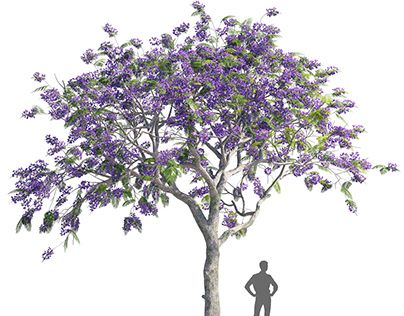 Check out new work on my @Behance profile: "Jacaranda mimosifolia 3D model" http://be.net/gallery/88853193/Jacaranda-mimosifolia-3D-model Jacaranda Mimosifolia, Jacaranda Tree, Architecture Landscape, Information Architecture, 3d Warehouse, 3ds Max, New Work, Landscape Design, Work On