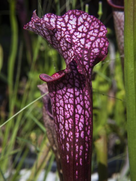 pitcher plant | purple pitcher plant this picture of a patterned purple pitcher plant ... Carnivorous Garden, Carnivore Plants, Purple Pitcher Plant, Sarracenia Purpurea, Insectivorous Plant, Bog Plants, Savage Garden, Weird Plants, Garden Fun