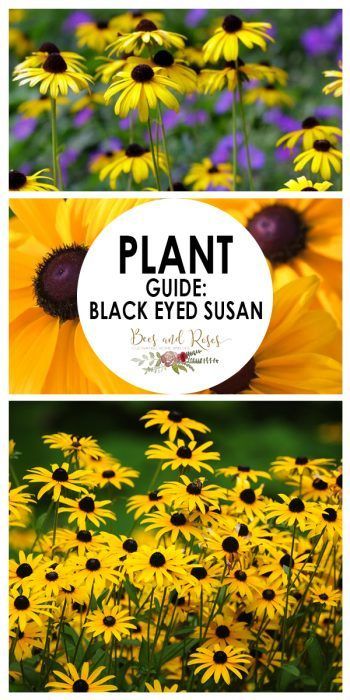 Black Eyed Susan Flower, Susan Black, Fall Flowers Garden, Black Eyed Susans, Flower Pot Design, Backyard Flowers, Plant Guide, Black Eyed Susan, Garden Care