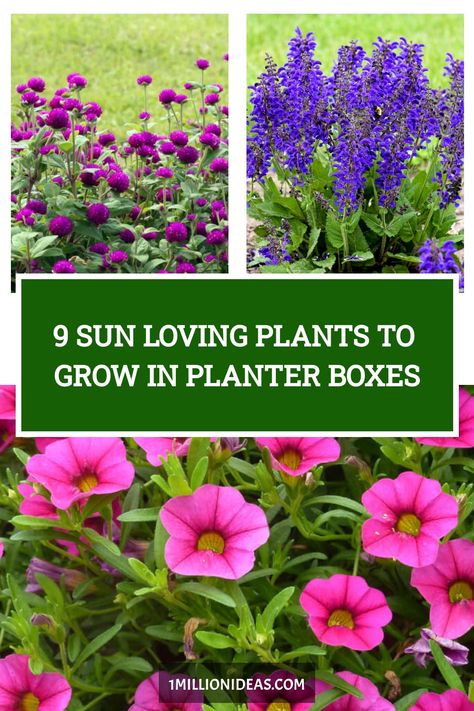 Although you have the beautiful spot for planter boxes, it’s in full sun, which makes your plants would be wilted due to… Flower Box Planting Ideas, Flowers For Deck Railing Planters, Full Sun Patio Planter Ideas, Window Box Full Sun, Full Sun Porch Planter Ideas, Flowers For Window Boxes Full Sun, Planter Box Ideas Flowers, Planter Box Plants Outdoor, Flower Box Ideas Full Sun