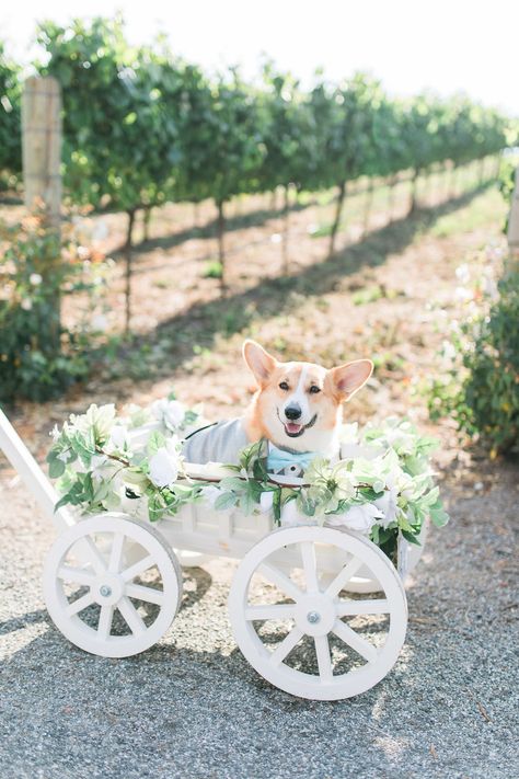 Say I Do Surrounded By Corgis | Real Wedding by JBJ Pictures at Nella Terra Cellars, Sunol CA Corgi Wedding, Dog Of Honor, Wild Pictures, California Destinations, Multicultural Wedding, Teal Wedding, Wedding Pets, Northern California Wedding, Beautiful Wedding Venues