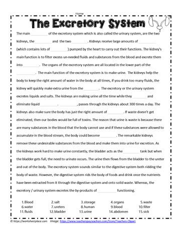 Excretory Cloze Activity The Excretory System, Excretory System, Cloze Activity, Human Body Unit, Unit Studies, English Writing Skills, English Writing, Google Apps, Study Unit