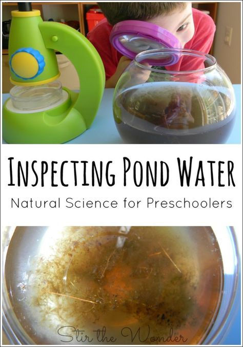 Inspecting Pond Water is a great Natural Science activity for Preschoolers. Science Activity For Preschoolers, Pond Life Theme, Pond Habitat, Pond Animals, Activity For Preschoolers, Preschool Science Activities, Frog Theme, Nature School, Science Activity