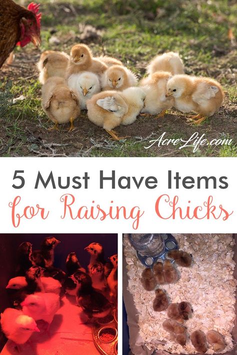 A helpful list of items you should gather before you bring your baby chicks home. #AcreLife #chickens #chicks #raisingchickens #backyardchickens Chicks For Beginners, Raising Baby Chicks, Raising Chickens For Eggs, Chickens For Beginners, Baby Chicks Raising, City Chicken, Chicken Incubator, Chicken Home, Raising Chicks