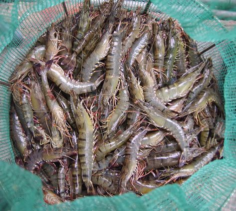 Shrimp Farming, Climate Warming, Mexican Shrimp, Farming Business, Fish Farming, Nature Conservation, Food Source, Virginia, To Start