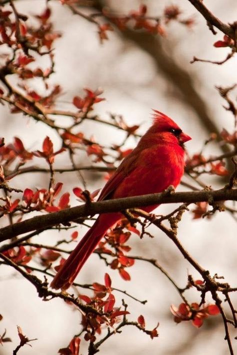 Cardinal Pictures, Cardinals Birds, Red Cardinals, Northern Cardinal, State Birds, Cardinal Bird, Cardinal Birds, Red Bird, Airbrush Art