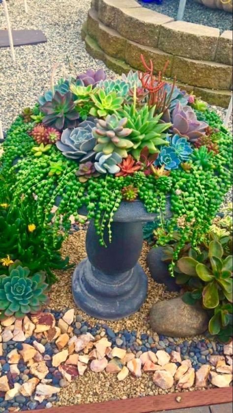 Succulent Landscape Design, Succulent Garden Design, Succulent Landscaping, Fairy Garden Designs, Succulent Garden Diy, Walled Garden, Succulent Gardening, Garden Containers, Succulent Arrangements