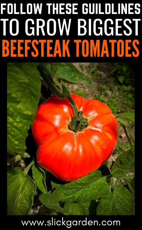 Steak Tomatoes, Growing Plants From Seeds, Garden Prep, Tomatoes In Pots, Mosquito Repelling, Tomato Growing, Kitchen Gardening, Garden Prepping, Grow Tomatoes