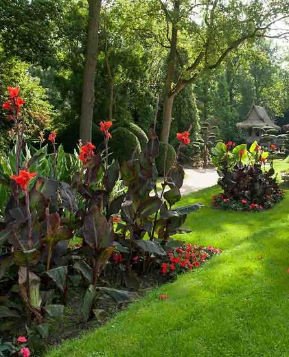 Canna Lily Landscaping Front Yard, Canna Lilly Planter Ideas, Cana Lily Landscaping, Red Canna Lily Container Pots, Canna Lily Landscaping Ideas, Canna Lily Container Pots, Cannas Plant, Cana Lilies, Canna Lily Landscaping