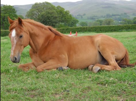 Horse Laying Down, Aussie Cattle Dog, Sleeping Drawing, Bull Painting, Horse Anatomy, English Horse, Horse Inspiration, Be The Reason, Custom Horse