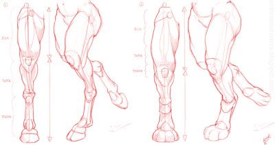 Anthro Anatomica: November 2013 Werewolf Drawing, Leg Structure, Body Reference Drawing, Creature Drawings, Anatomy Drawing, Figure Drawing Reference, Creature Concept Art, Anatomy Reference, 판타지 아트