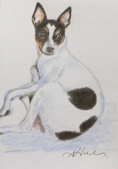 Dog Drawing Funny, Dog Sketches, Rat Terrier Dogs, Drawing Funny, Rat Terrier, Dog Sketch, A Rat, Christmas Card Art, Rat Terriers