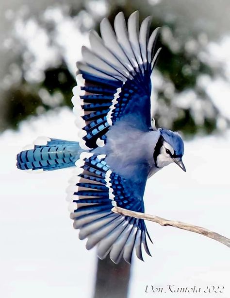 Bluejay Aesthetic, Fluffy Bird, Majestic Birds, Blue Animals, Animal Poses, Wild Animals Photography, Blue Jay Bird, Bird In Flight, Jay Bird