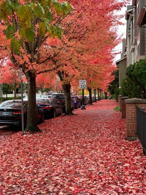 #pnw #oregon #portland #hillsboro #oregonliving #pnwonderland #nature #autumnleaves #colorsofautumn #onewithnature #colorful #trees #pnwlife #autumn #fall Oregon Fall, Hillsboro Oregon, Portland House, Oregon Living, One With Nature, Portland Oregon, Portland, Oregon, Fall Colors