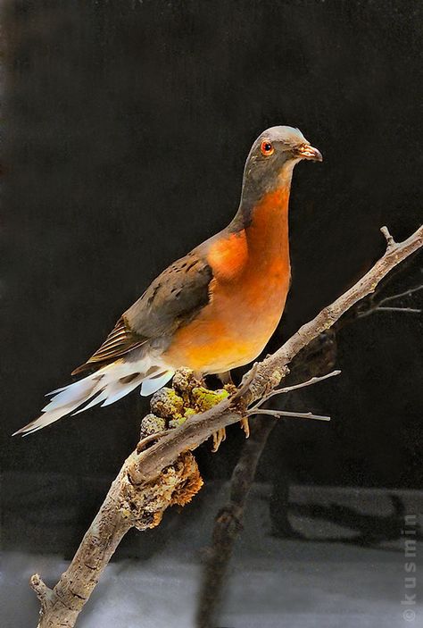 Passenger Pigeon Extinct, Passenger Pigeon, Extinct Birds, Pigeon Breeds, Bird Quotes, Extinct Animals, Bird Wallpaper, Animal Facts, Animal Sketches