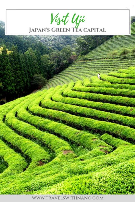 Visit Uji, Japan's Green Tea Capital | www.travelswithnano.com | #Uji #Uji #Japan #Travel #Wanderlust #Globetrotter #Inspiration #Photography #TravelPhotography #Nikon #LandscapePhotography #GreenTea #Matcha Uji Japan, Kyoto Day Trip, Tea Japan, Matcha Japan, Japan Tourist, Japan 2023, Tea Places, Tea Farm, Tokyo Japan Travel