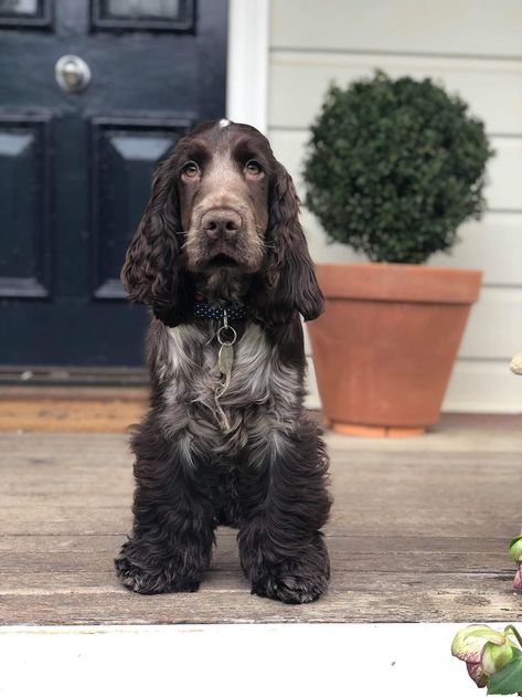 Maisie - 5 month old chocolate roan English cocker spaniel Cocker Spaniel Grown Up, Chocolate Roan Cocker Spaniel, Liver Roan Cocker Spaniel, English Spaniel Cocker, Spotted Cocker Spaniel, English Cocker Spaniel Haircut, Cocker Spaniel Chocolate, Cocker Spaniel Haircut, Roan Cocker Spaniel