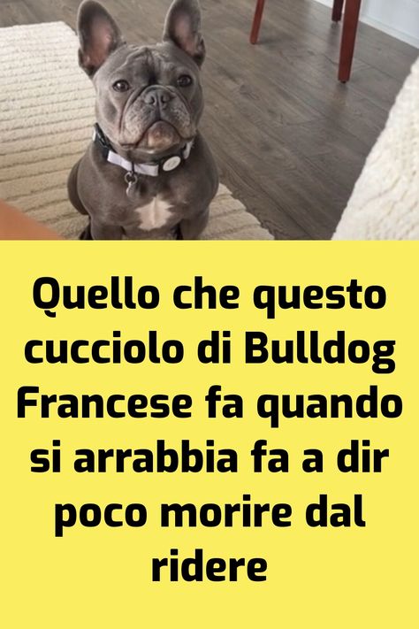 Ci sono alcune razze canine che non sappiano minimamente che cosa voglia dire la parola “pazienza” e che si infuriano per un nonnulla. In data… L'articolo Quello che questo cucciolo di Bulldog Francese fa quando si arrabbia fa a dir poco morire dal ridere proviene da il mio cane è Leggenda . Bulldog Francese, Bulldog