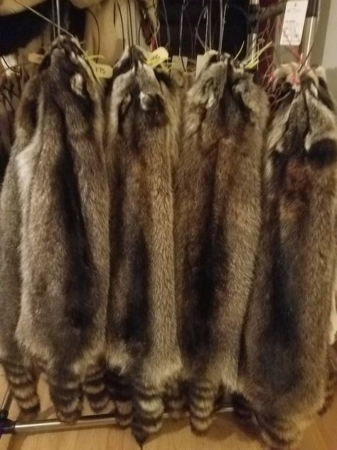 Fur Trapping, Fur Pelt, How To Tan, Bald Spot, Wall Hangers, Life Time, Taxidermy, Wall Hanger, Native American