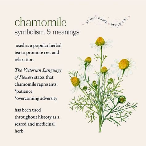 Chamomile Vintage Illustration, Dandelion Flower Meaning, Chamolie Flowers, Jasmine Flower Meaning, Chamomile Meaning, Chamomile Flower Tattoo, Flower Symbolism Meaning, Chamomile Aesthetic, Chamomile Tattoo