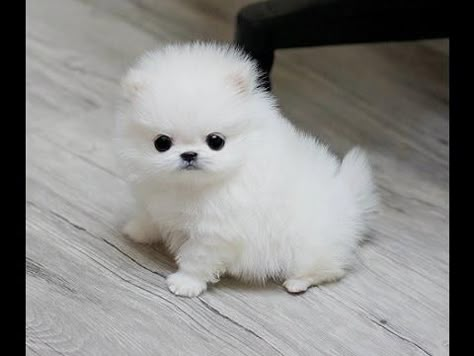 Regalo cachorros lulu pomeranian mini toy para su adopcion en Cornudella De Montsant 【 ANUNCIOS Marzo 】 | Clasf animales Micro Teacup Pomeranian, Baby Pomeranian, Pomeranian Puppy Teacup, Pomeranian Puppy For Sale, Teacup Pomeranian, Cute Pomeranian, Pomeranian Puppies, Teacup Puppies, Pomeranian Dog