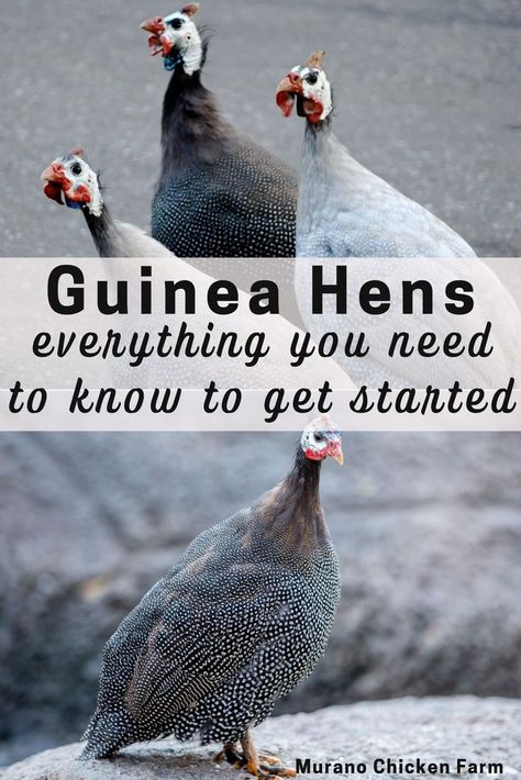 Guinea hens: Everything you need to know Breed Chickens, Incubating Eggs, How To Keep Chickens, Feed Chickens, Raising Chickens For Eggs, Guinea Hens, Hen Coop, Chickens For Eggs, Coturnix Quail