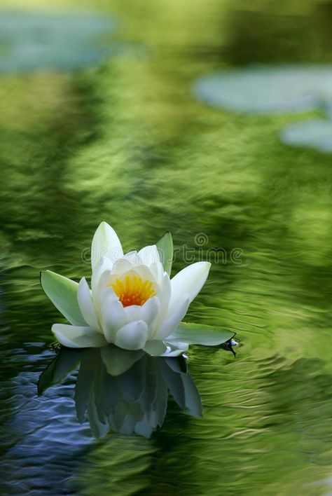 White Water Lily, Zen Wallpaper, Lotus Wallpaper, Lilly Prints, Lotus Flower Pictures, Lilly Flower, Bohemian Garden, Lily Lotus, Water Lilly