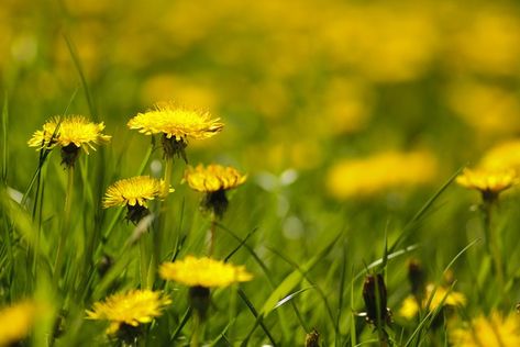 Dandelion (Taraxacum officinale) is a perennial herb found throughout the northern hemisphere and cultivated in U.S. Department of Agriculture plant hardiness zones 5 through 9.... Flowers To Go, Dandelion Flowers, Surviving In The Wild, Perennial Herbs, Herbal Tea Blends, Dandelion Flower, Dandelion Recipes, Garden Guide, How To Make Tea