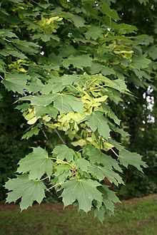 Acer saccharum - Wikipedia, the free encyclopedia Apple Tree Care, Acer Platanoides, Birch Tree Decor, Modern Tree House, Pine Tree Art, Tree House Plans, Pine Tree Tattoo, Palm Trees Painting, Street Trees