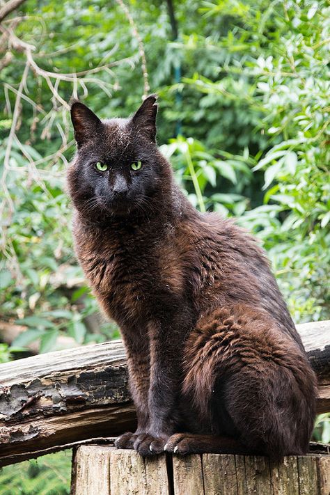 jungle cat | by Cloudtail the Snow Leopard National Black Cat Day, Black Cat Day, Laperm, Burmilla, Selkirk Rex, Rare Cats, Jungle Cat, Exotic Cats, Brown Cat