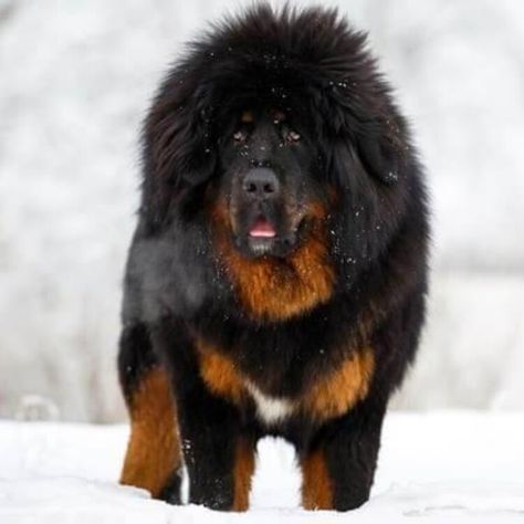 See What The World's Largest Dogs Look Like - These Are 20 Of The Best Big Dog Breeds To Own — Buzznet Largest Dog Breeds, Best Big Dog Breeds, Golden Retriever Fall, Gentle Giant Dogs, Worlds Largest Dog, Guard Dog Breeds, Dog Bread, Big Dog Breeds, Population Growth