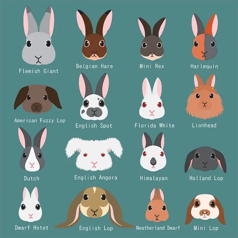 Rabbit Species, American Fuzzy Lop, Daily Bunny, Giant Rabbit, Dark Kawaii, Rabbit Breeds, Indoor Rabbit, Logo Animal, Rabbit Illustration