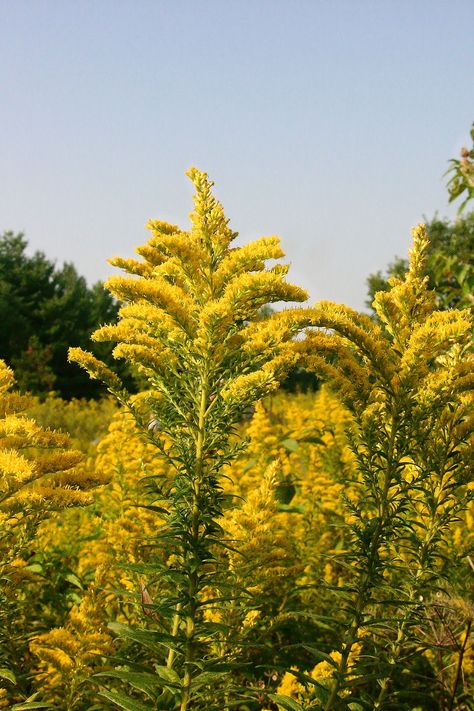 Kentucky State Flower-Goldenrod Goldenrod Aesthetic, Kentucky Flowers, Kentucky Aesthetic, Kentucky State Flower, Goldenrod Flower, Kentucky State, Kentucky Girl, State Birds, Ohio River