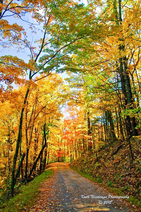 Fall colours (Rich Mountain Road, Great Smoky Mountains National Park) by Keith Nicodemus cr.c. Road Art, Photography Pics, California National Parks, Great Smoky Mountains National Park, Mountain Road, Smoky Mountain National Park, Beautiful Forest, Need A Vacation, Autumn Scenery