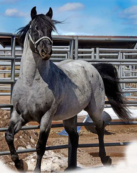 Black Hawke   -Blue Roan Quarterhorse Stallion Rare Snakes, Blue Roan Quarter Horse, Fantasy Mounts, Blue Roan Horse, Noriker Horse, Quarter Horse Stallion, Horse Coat Colors, Blue Roan, Horse Dressage