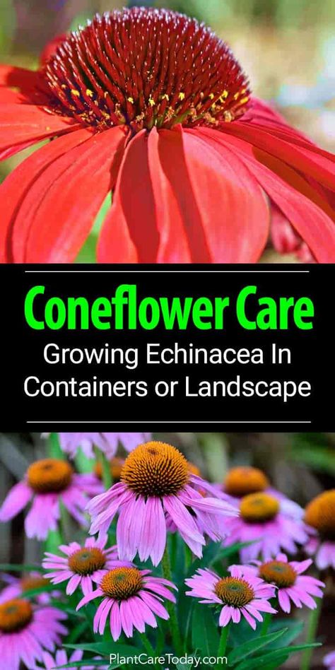 Coneflower Care: Growing Echinacea As A Landscape Or Container Plant Coneflower Care, Growing Echinacea, Gardening Tricks, Tattoo Plant, Container Gardening Flowers, Meteor Garden 2018, Magic Garden, Flower Landscape, Flower Care