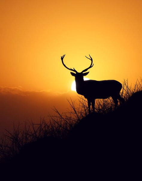 Presence by Stijn Dijkstra on 500px Hunter Painting, A Walk In Nature, Walk In Nature, Deer Drawing, Animal Wallpapers, Deer Hunter, Colors Of Nature, Deer Hunters, San Michele