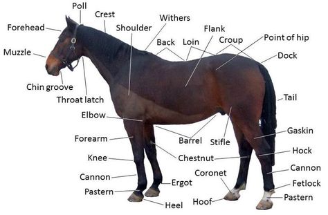 Poll Evil Parts Of A Horse, Pictures Of Horses, Secretariat Horse, Equine Veterinary, Horse Lessons, Horse Information, Horse Facts, Horse Info, Horse Anatomy