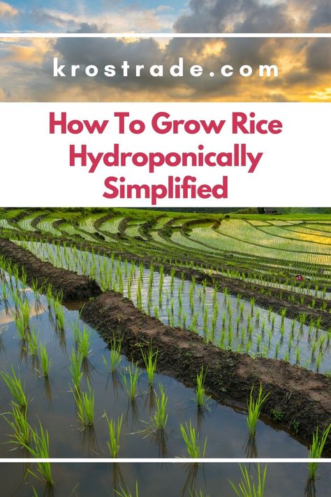 When learning how to grow rice hydroponically, you can simplify the process into four steps. Growing Rice In Containers, How To Grow Rice At Home, How To Grow Rice, How To Grow Wild Rice, Rice Growing, Growing Rice, Sustainable Homestead, Rice Plant, Hydroponics Diy