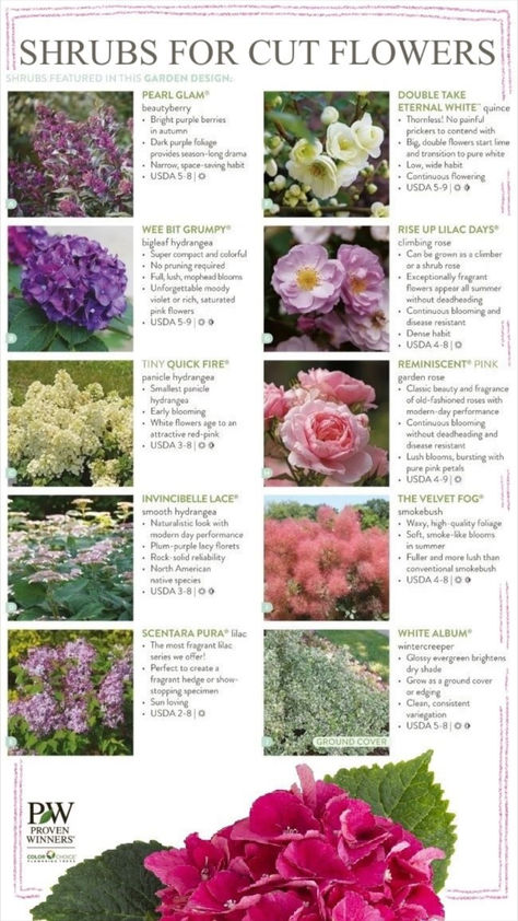 A photo of ten shrubs that can be used for cut flower gardens. It includes Pearl Glam beautyberry, Wee Bit Grumpy hydrangea, Tiny Quick Fire hydrangea, Invincibelle Lace hydrangea, Scentara Pura lilac, Double Take Eternal White quince, Rise Up Lilac Days rose, Reminiscent Pink rose, The Velvet Fog smokebush, and White Album wintercreeper. Garden With Dahlias, Easy Cut Flower Garden, Cut Flowers Garden, Cut Garden Layout, Cut Flower Garden Layout Ideas, Flower Cut Garden, Cut And Come Again Flowers, Small Cut Flower Garden Layout, Flower Garden Layout Ideas